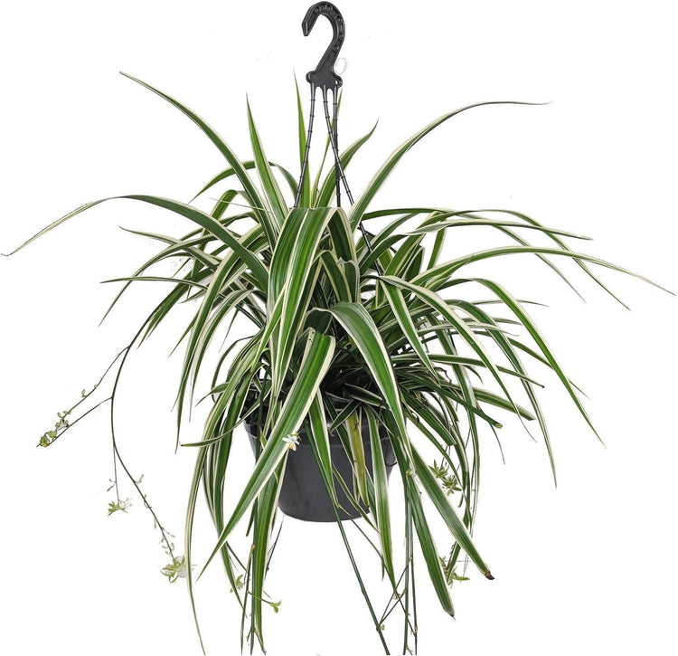 best hanging basket for spider plant Enchanting Spider Plant Hanging Basket
