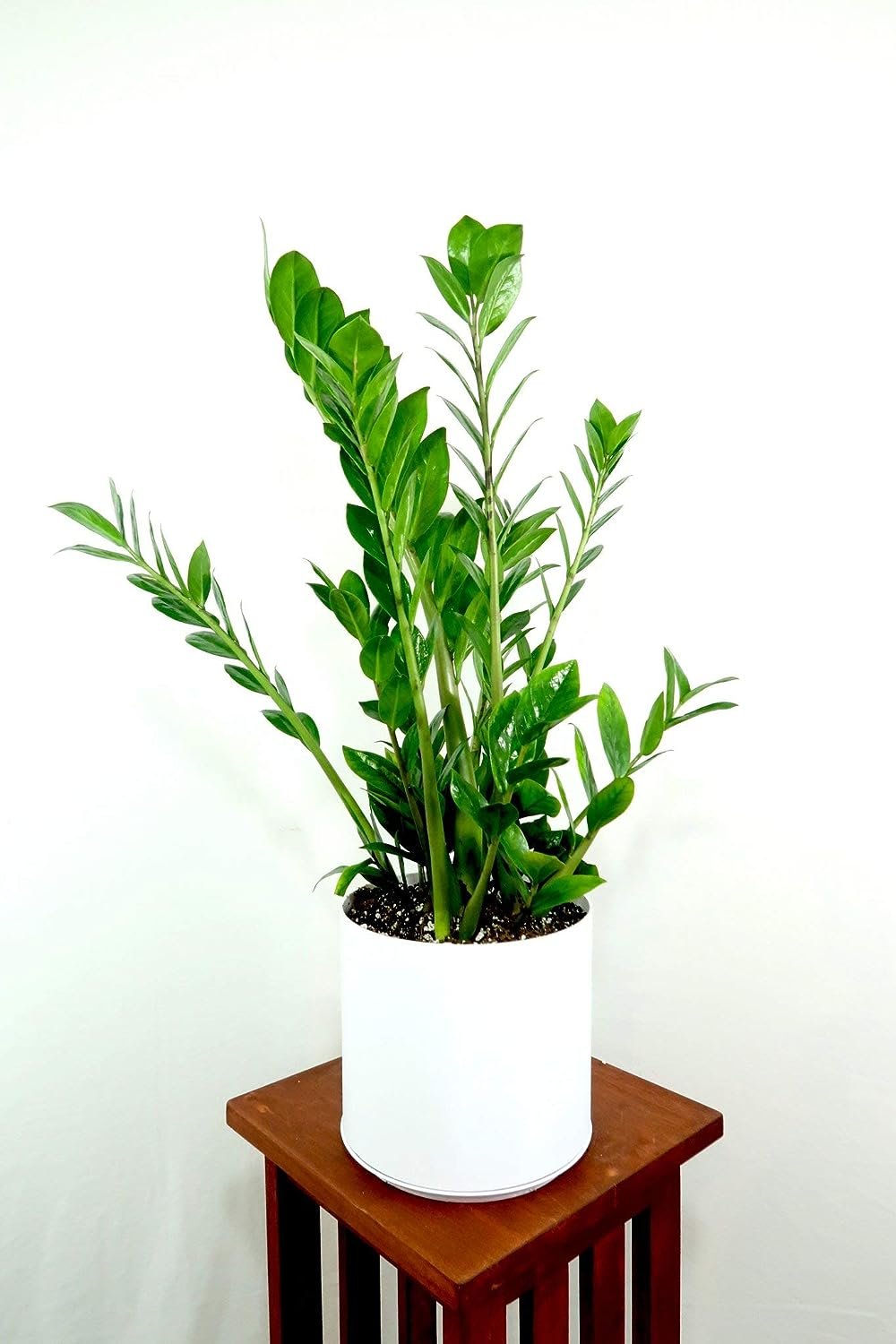 double zz plant ZZ Plant - Live Plant in a 8 Inch Pot - Zamioculcas Zamiifolia