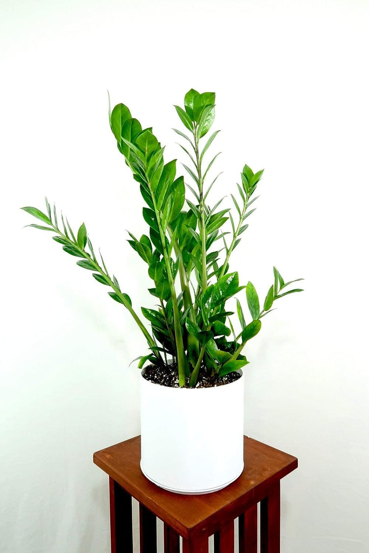 vigoro zz plant ZZ Plant - Live Plant in a 8 Inch Pot - Zamioculcas Zamiifolia