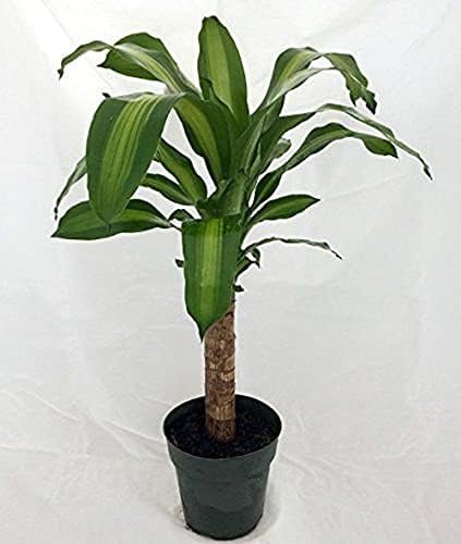 dracaena mass cane height Dracaena Mass Cane - Live Plants in 6 Inch Pots