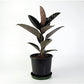 Rubber Plant - Live Plants in 4 Inch Pots - Ficus Elastica “Burgundy” - Beautiful Easy Care Air Purifying Indoor Houseplant