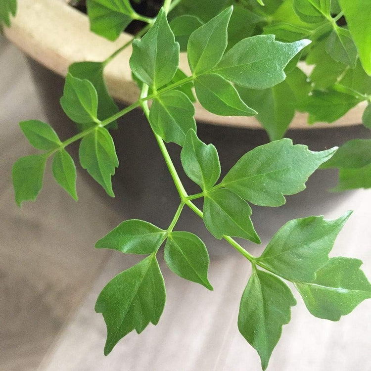 china doll plant care indoors China Doll Plant - Live Plant in a 6 Inch Pot -Radermachera Sinica