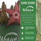 Starflower Plant - Live Plant in a 4 Inch Pot - Stapelia Schinzii - Beautiful Indoor Outdoor Cacti Succulent Houseplant Exotic Blooms