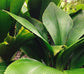 Joey Palm - Live Plant in a 1 Gallon Pot - Johannesteijsmannia Altifrons - Extremely Rare Ornamental Palms of Florida
