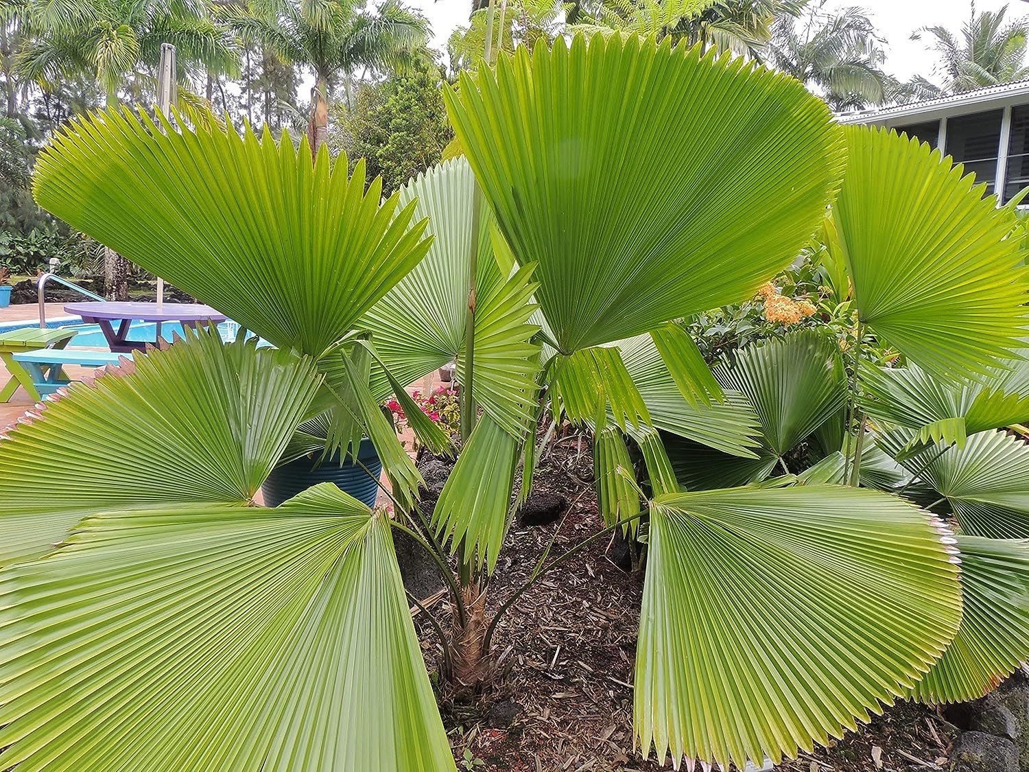 luciala palm plant Licuala Peltata Fan Palm - Live Plant in a 3 Gallon Growers Pot - Licuala Peltata