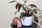 Pink Princess Philodendron - Live Plant in a 4 Inch Pot - Philodendron Erubescens ‘Pink Princess’ - Extremely Rare Indoor Houseplant