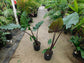 Alocasia - 4 Live Starter Plants in 2 Inch Pots - Alocasia - Florist Quality Air Purifying Indoor Plant - Nature&