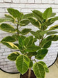 Yellow Gem Ficus Tree - Live Plant in a 10 Inch Pot - Ficus Elastica &