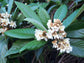 Bronze Loquat - Live 6 Inch Plants - Eriobotrya Japonica - Edible Fruit Bearing Patio Tree