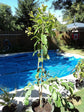 Ruby Supreme Guava Tree - Live Tree in a 3 Gallon Pot - Psidium Guajava &