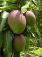 Grafted Mango Tree - Live Fruit Tree in a 3 Gallon Pot - Variety is Grower&
