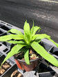 Florida Special Pineapple Plant - Live Starter Plants - Ananas Comosus - Edible Fruit Tree for The Patio and Garden