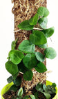 Rhaphidophora Hayii Shingle Plant - Live Plant in a 4 Inch Pot - Rhaphidophora Hayii - Extremely Rare and Beautiful Vining Indoor Houseplant - Air Purifying