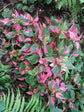 Party Time Plant - Live Plants in 4 Inch Pots - Alternanthera ficoidea ‘Party Time’ - Extremely Rare and Elegant Indoor Houseplant
