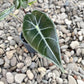 Alocasia - 4 Live Starter Plants in 2 Inch Pots - Alocasia - Florist Quality Air Purifying Indoor Plant - Nature&