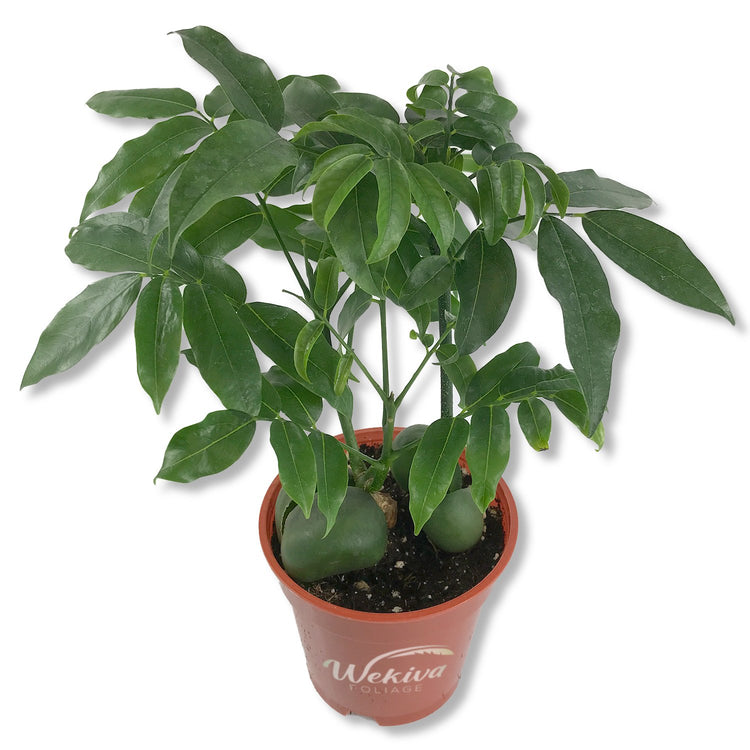 castanospermum australe indoor plant Lucky Bean Plant - Live Plant in a 4 Inch Pot