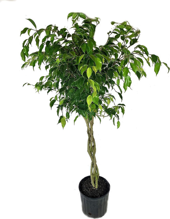 Ficus Benjamina Weeping Fig Braided Tree - Live Plant in a 10 Inch Pot - Ficus Benjamina - Beautiful Ornamental Interior Tree