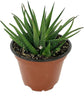 Artisan Grown Haworthia Succulent Collection – 5 Live Haworthia Plants in 4 Inch Pots – Growers Choice - Hand-Picked for Beauty – Perfect Plant Assortment for Indoors or Outdoors