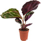 Calathea Prayer Plant - Live Plant in a 2 Inch Pot - Starter Plants - Beautiful and Elegant Easy Care Indoor Houseplants from The Nursery