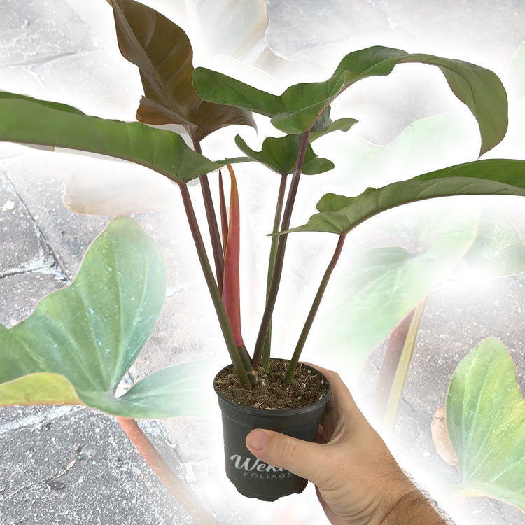 philodendron florida red stem Enchanting Florida Bronze Philodendron