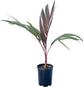 Maroon Crownshaft Palm Tree - Live Plant in a 3 Gallon Grower&