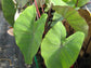 Colocasia Elephant Ear Plant - 4 Live Starter Plants - Colocasia Esculenta - Beautiful Large Leaf Foliage Starter Multipack
