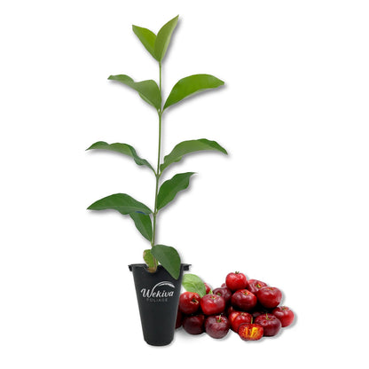Barbados Cherry Tree - Live Starter Plants in 2 Inch Pots - Malpighia Emarginata - Edible Fruit Bearing Tree for The Patio and Garden