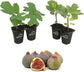 Fig Tree - 4 Live Starter Plants - Ficus Carica - Edible Fruit Tree for The Patio and Garden