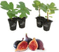 Fig Tree - 4 Live Starter Plants - Ficus Carica - Edible Fruit Tree for The Patio and Garden