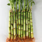 Lucky Indoor Bamboo - Live Plants - Ships Bare Root - 6 Inch Straight Stalks - Air Purifying Feng-Shui Zen Garden Houseplants