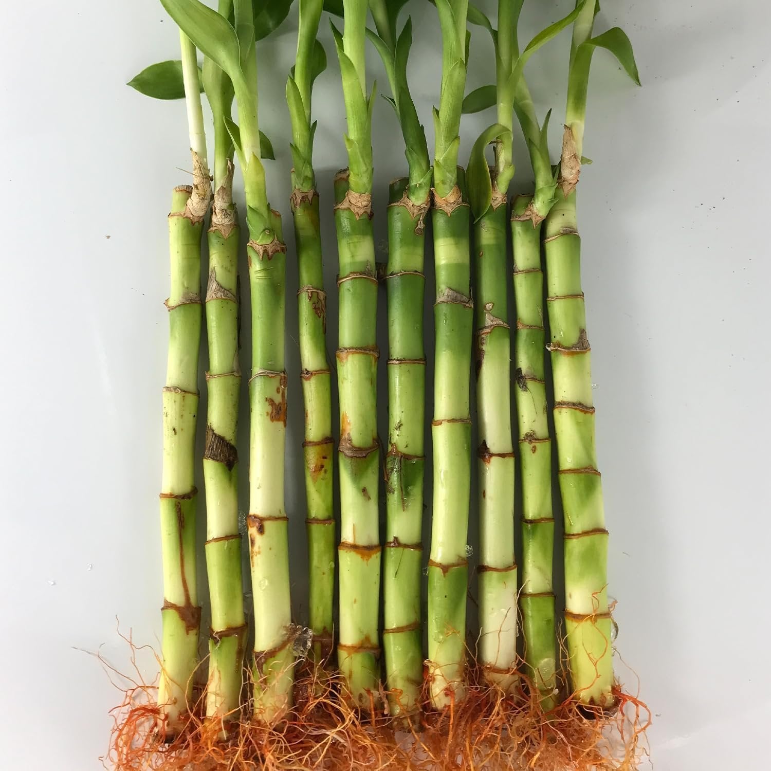 lucky bamboo straight stalks Lucky Indoor Bamboo - Live Plants - Ships Bare Root - 6 Inch Straight Stalks