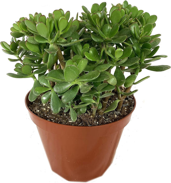 Jade Plant - Live Plant in a 10 Inch Pot - Crassula Ovata - Beautiful and Unique Cactus Succulent