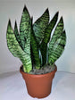 Snake Plant - Live Plant in a 4 Inch Pot - Sansevieria Superba - Beautiful and Elegant Easy Care Indoor Houseplants