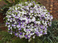 Yesterday Today and Tomorrow Bush - Live Plant in a 10 Inch Growers Pot - Brunfelsia Pauciflora &