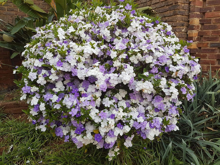 yesterday today tomorrow plant in pots Yesterday Today and Tomorrow Bush