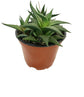 Artisan Grown Haworthia Succulent Collection – 5 Live Haworthia Plants in 4 Inch Pots – Growers Choice - Hand-Picked for Beauty – Perfect Plant Assortment for Indoors or Outdoors