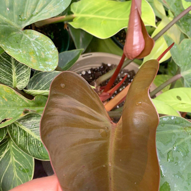 philodendron florida bronze Enchanting Florida Bronze Philodendron