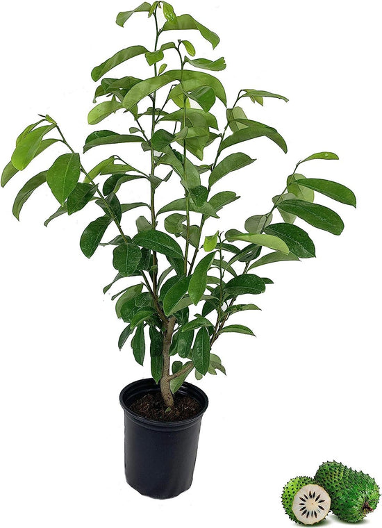 Soursop Tree - Pawpaw Plant - Live Tree in a 1 Gallon Pot - 1-2 Feet Tall - Annona Muricata - Tropical Edible Fruit Bearing Tree