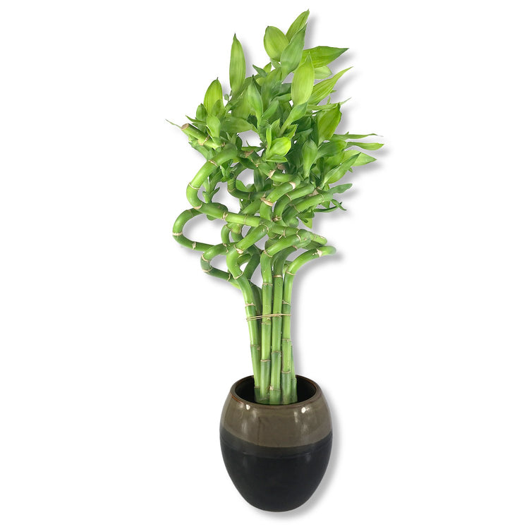 does lucky bamboo purify air Lucky Indoor Bamboo - Live Plants - Ships Bare Root - 12 Inch Curly Stalks
