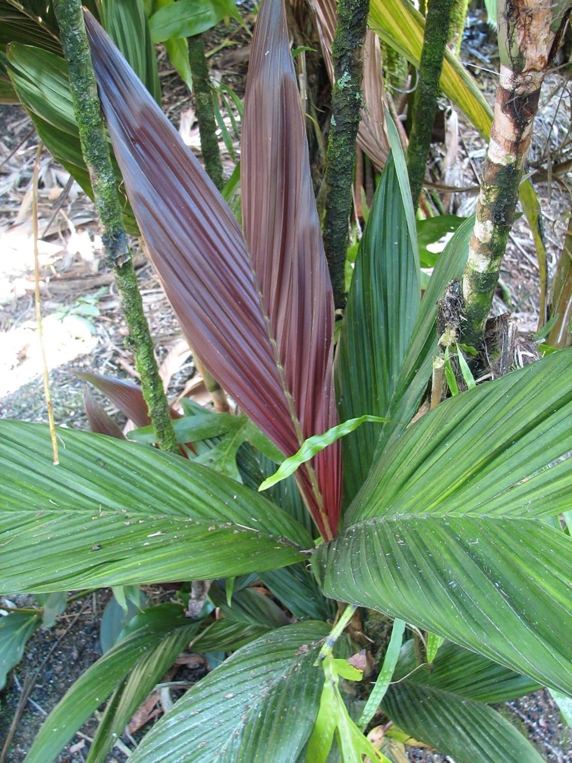 maroon palm plant Maroon Crownshaft Palm Tree - Live Plant in a 3 Gallon Grower's Pot - Areca Vestiaria
