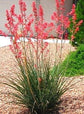Red Yucca - Live Plants in 6 Inch Pots - Hesperaloe Parviflora - Bird Friendly Evergreen Succulent