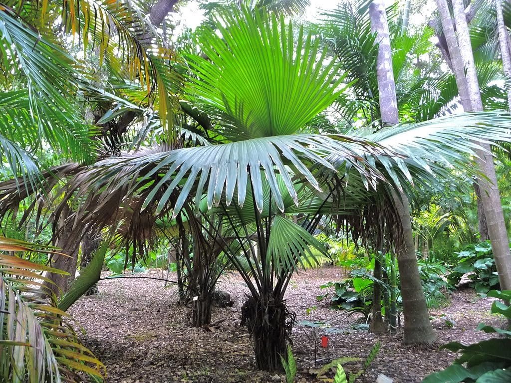 white palm plant White Elephant Palm - Live Plant in a 3 Gallon Growers Pot