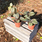 Friendship Plants - Live Starter Plants in 2 Inch Pots - Baby Pilea - Beautiful Textured Indoor Houseplant