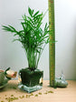Neanthe Bella Parlor Palm - Live Plants in 4 Inch Pots - Chamaedorea Elegans - Beautiful Clean Air Indoor Houseplant