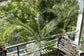 Wedding Palm - Live Plants in 4 inch Pots - Lytocaryum Weddellianum - Extremely Rare Ornamental Palms of Florida