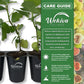 Fig Tree - 4 Live Starter Plants - Ficus Carica - Edible Fruit Tree for The Patio and Garden