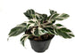 Calathea Indoor Houseplant Assortment - 5 Live Plants in 4 Inch Pots - Grower&