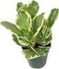 Peperomia Marble - Live Plant in a 4 Inch Pot - Peperomia Obtusifolia &