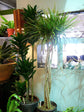 Dracaena Janet Craig Compacta Cane - Live Plant in a 10 Inch Pot - Dracaena Deremensis &