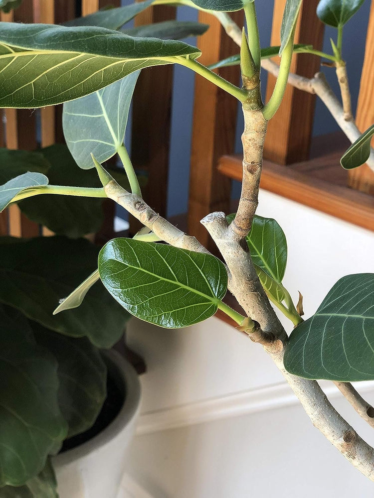 ficus audrey on stem plantasjen Ficus Audrey Column - Live Plant in a 10 Inch Pot